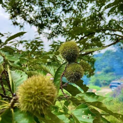 朗程金笔十一大别山两日研学游‖化身小茶童 走进六万情峡  打卡电影小镇 观看大别山传奇实景演艺  (赠送萌宝闯江湖)