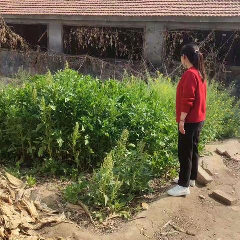 网格员踏查罂粟，守护无毒网格