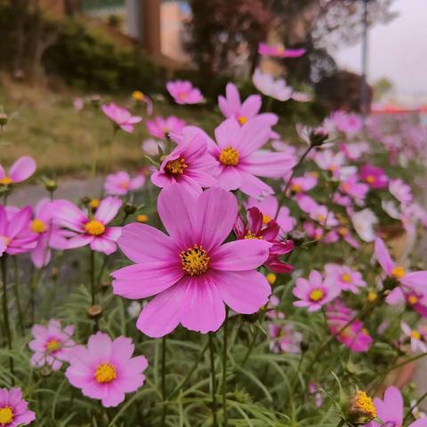 花“语”城东    “数”在其“钟”——泸县城东小学校赏花节二年级展区