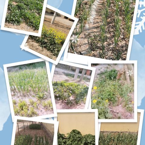 罂粟踏查，守护净土