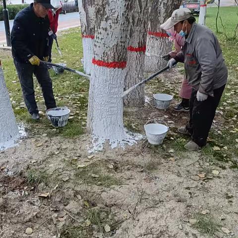宁安组越冬涂白进行中
