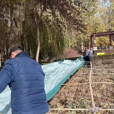 宁安组月季及对节白蜡越冬防护工作
