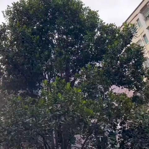 “幼”见美好，一场风吹下来的小浪漫🌸