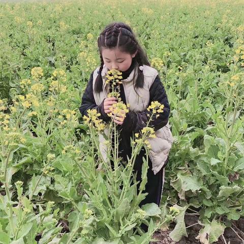 家乡的油菜花——小作者：龙岗学校 三年级4班 蒋雨菡