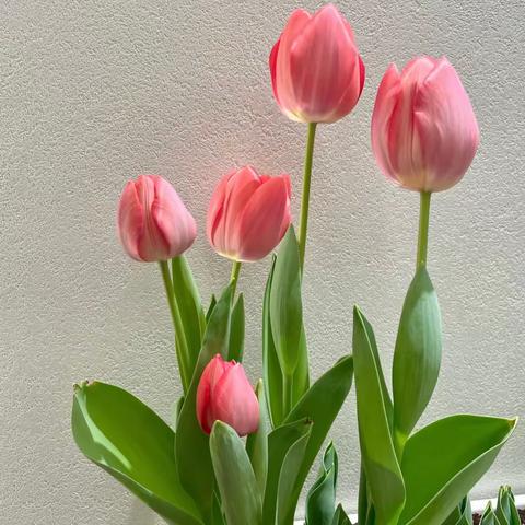 春日予你，“郁”见花开                                —电幼草莓五班                                 “郁金香”种植课程报道