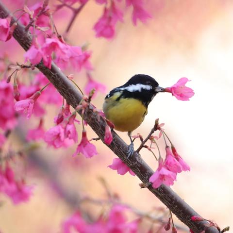 鸟儿为什么喜食花朵和花蜜？