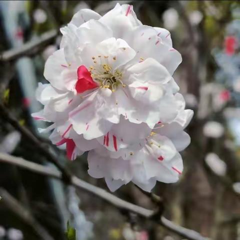 三月芳菲盛，少年青春美！