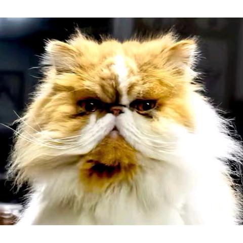 我家的猫咪