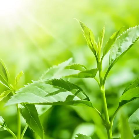 党群阵地@你 ﻿草本匠心之中药文化探秘