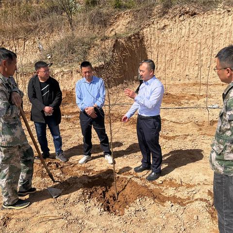 宝塔区全力推进老旧果园改造工作