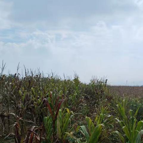 秋收“加速度”！中国人寿黎城支公司化身“农帮手”解民忧