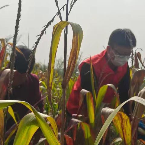 网格员助农抢收 正川村绘就乡村“丰”景新篇