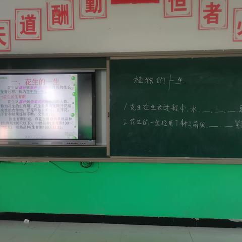 观察花生的生长过程--郎屯小学科学实验课