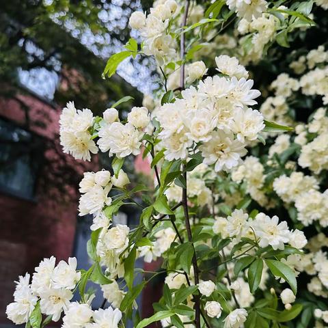 团学之声//师大附实校高中部 “朋辈力量 青春互助”系列第二期