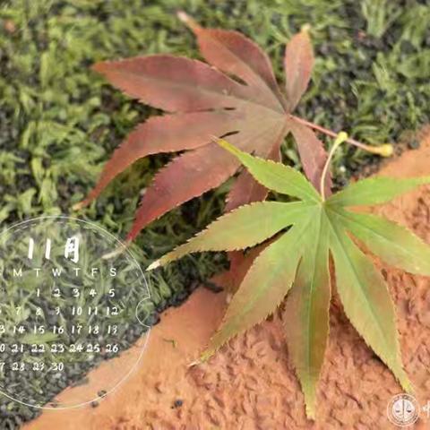 五华区丰宁新蕊幼儿园大班 金秋十一月