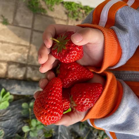 ✨艾迪尔幼儿园✨社会实践———草莓🍓的心情🌈