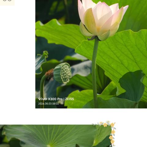 启明星的简篇