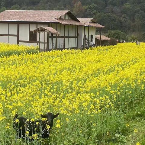 “趣探春天，发现春天”——吉州区保育院附属赣西堤分院春天主题系列活动