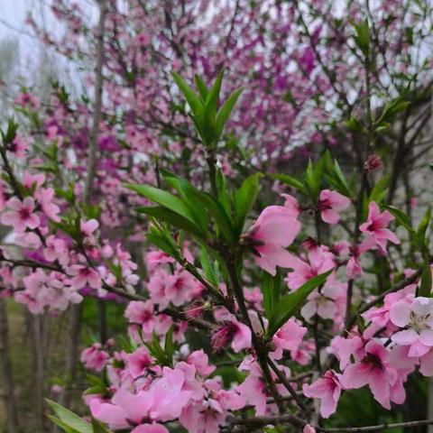 不负春光，美化校园 ——陈村小学植树种花活动