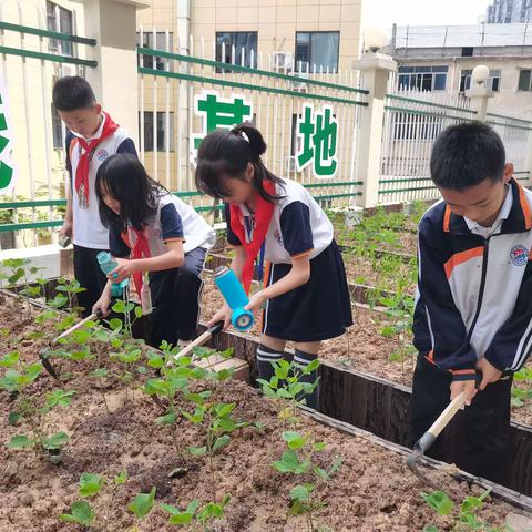 走进劳动基地 体验劳动快乐 ——翠峰镇中心小学劳动实践基地活动纪实