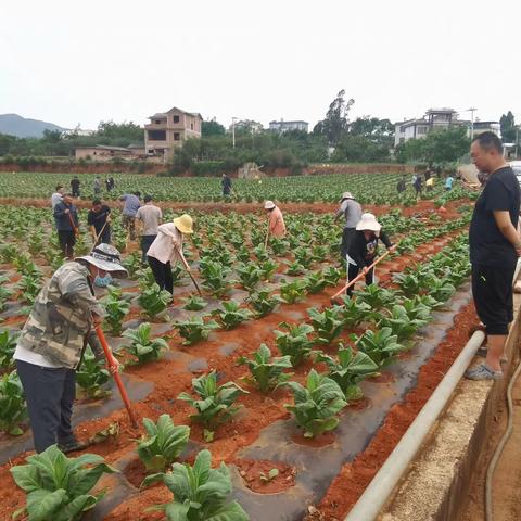 九村社区党群服务中心开展“田间地头党旗红”主题活动