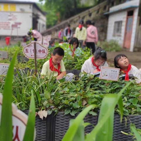 我画一棵中草药