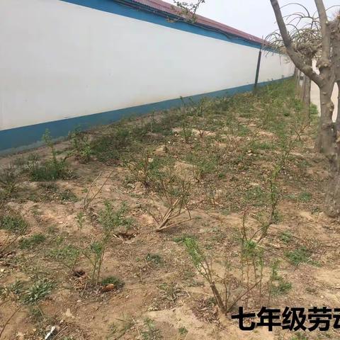 加强劳动教育，促进“双减”落实-----辛集市马庄乡中学