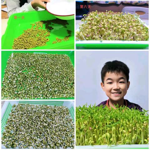 “以劳树德，以劳育美”——新建小学2025年秋季劳动实践系列活动（十）“动手创造价值，观察生命成长”