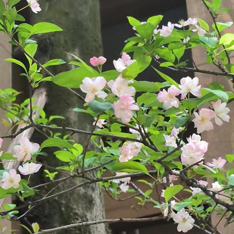 桐梓林欧城物业5月服务月报