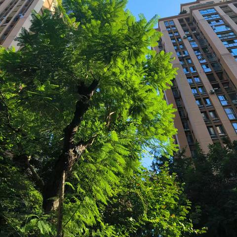 桐梓林欧城物业6月服务月报