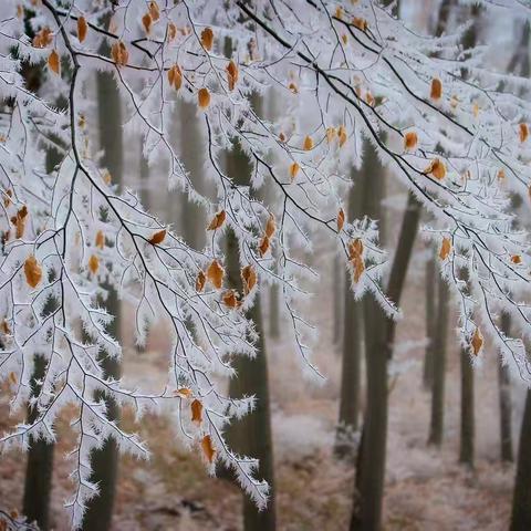 知岁一寒 立藏一冬