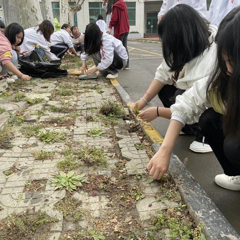 清除杂草美化校园 劳动实践获真知