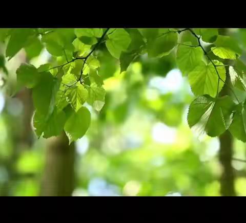 小四班风筝游园