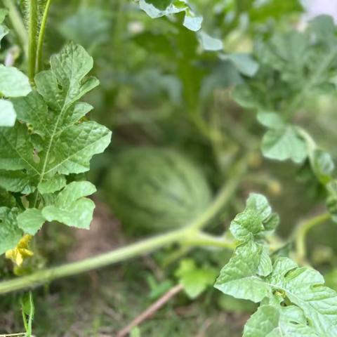 西瓜味🍉的夏天