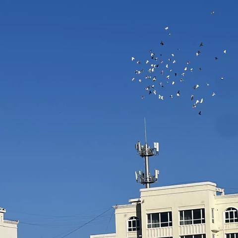 特克斯县第六小学“梦想起航，激情飞扬”田径运动会，我们在行动