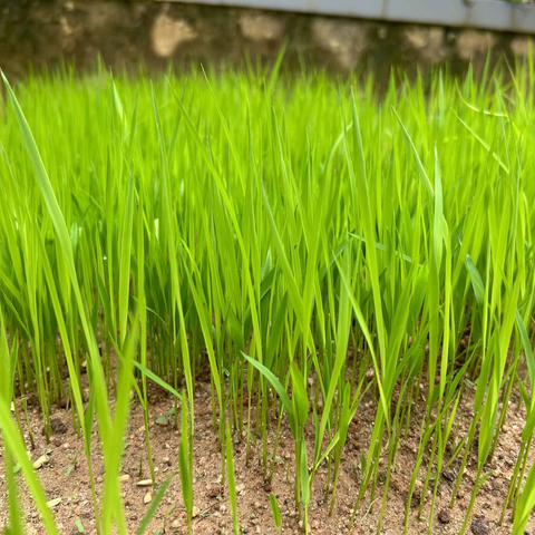 《依托稻谷耕种开展大班幼儿劳动教育实践研究》——早期秧苗测量体验活动