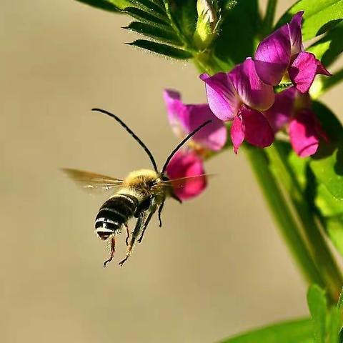 “与书香为伴，与智慧同行。”  六（1）班《野蜂飞舞》🐝寒假线上阅读交流会