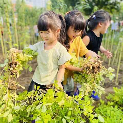 【丰收之季，幼遇花生】——偃师区首阳幼儿园