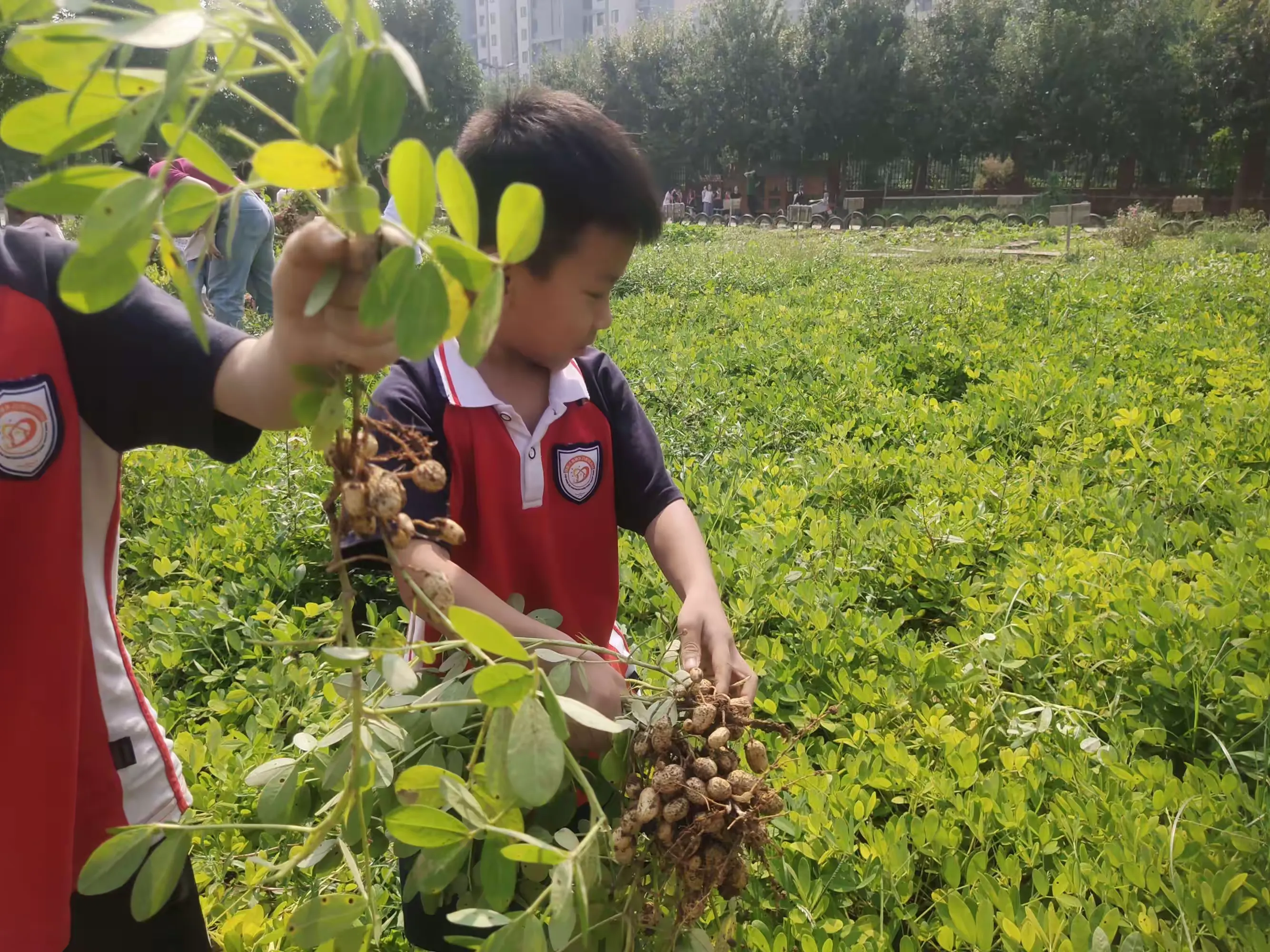 简篇-【丰收之季,幼遇花生】——偃师区首阳幼儿园