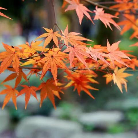 沈铁育智幼儿园大一班11月活动精彩瞬间