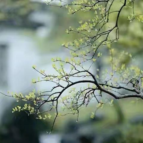 知不足而奋进，望远山而前行——2025，邦均中学势如破竹！