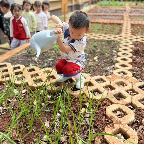 云南师范大学附属官渡幼儿园小三班菜园成长篇