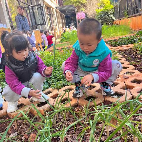 云南师范大学附属官渡幼儿园小三班种植收获篇