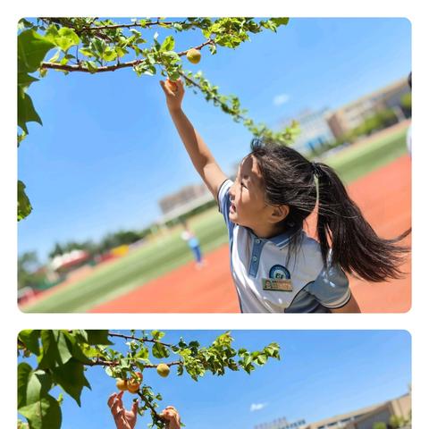 有“杏”遇见，快乐采摘——东营区实验小学开展金杏采摘劳动实践活动