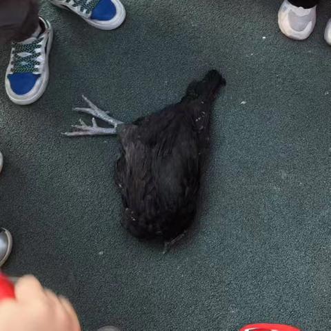 【遇见课程】再见了，小鸡🐥