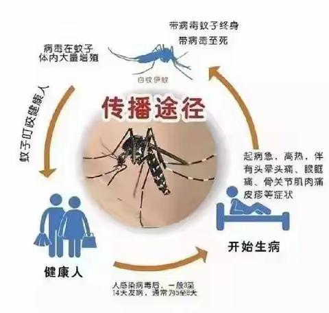 关于登革热  这些知识你需要了解