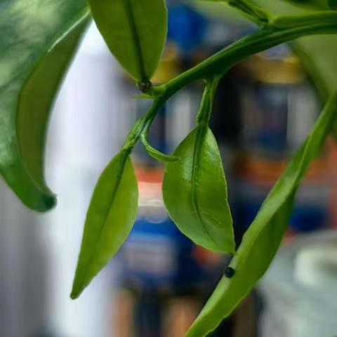 萌虫行动：玉带凤蝶观察日记