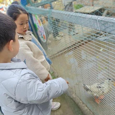 【品德启蒙】———你好，“鸭”