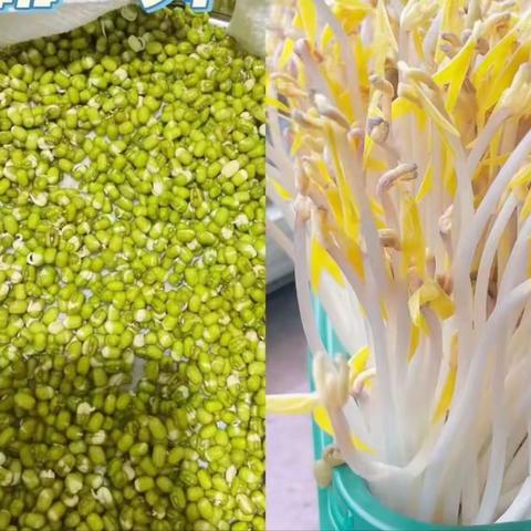 《“豆”趣横生》——商水县纬三路幼儿园小四班生成课程