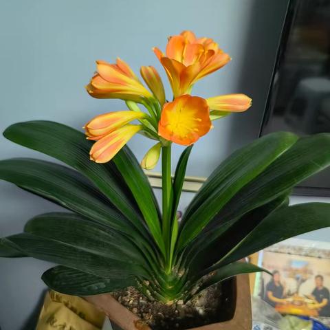 君子兰花开：平凡日子里的小确幸